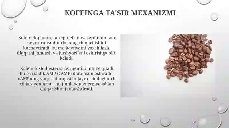 Kofein va teobromin: taʼsir mexanizmlari va inson organizmiga taʼsiri 4