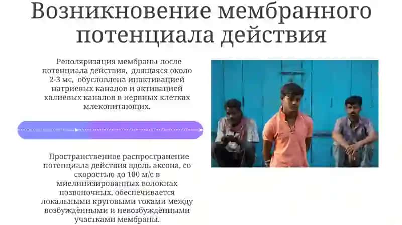 Механизм возникновения мембранного потенциала 4