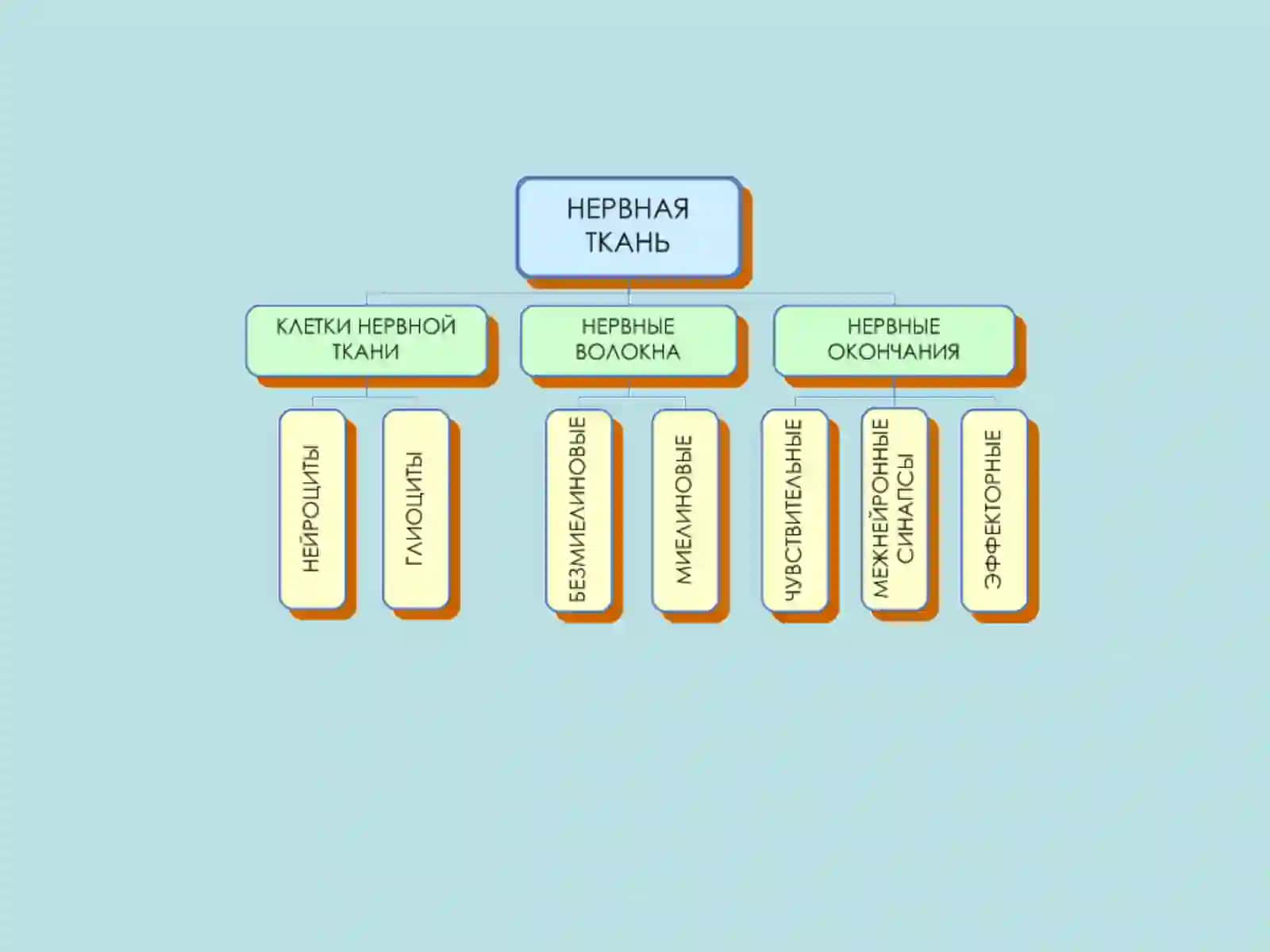Нерв тизимининг умумий физиологияси 4