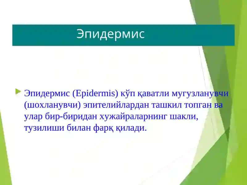 ТЕРИНИНГ ТУЗИЛИШИ, МОРФОЛОГИК ЭЛЕМЕНТЛАРИ 4