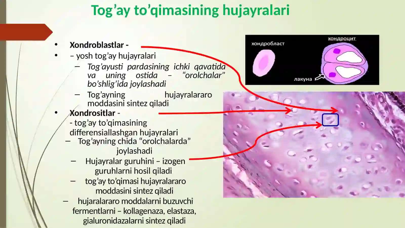 Tog’ay va suyak to’qimalari 4