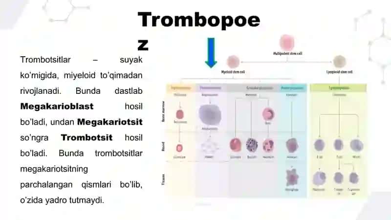 TROMBOTSITLAR VA QON IVISH MEXANIZMI Fiziologiya 4