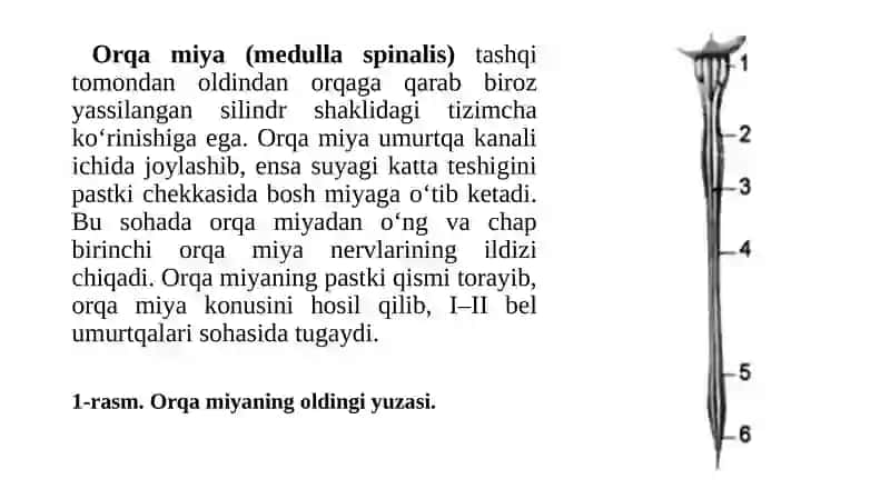 Orqa miya tuzilishi va funktsiyasi 4