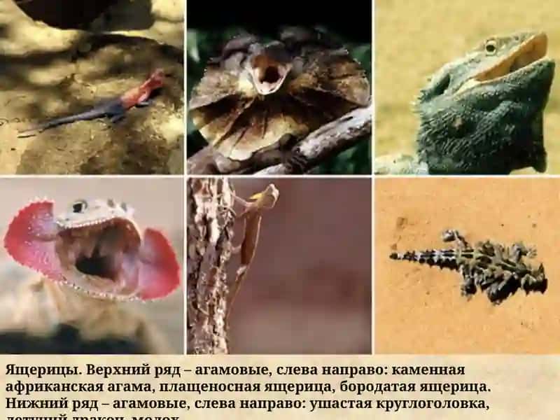 МОРФО БИОЛОГИЧЕСКАЯ ХАРАКТЕРИСТИКА РЕПТИЛИИ 4