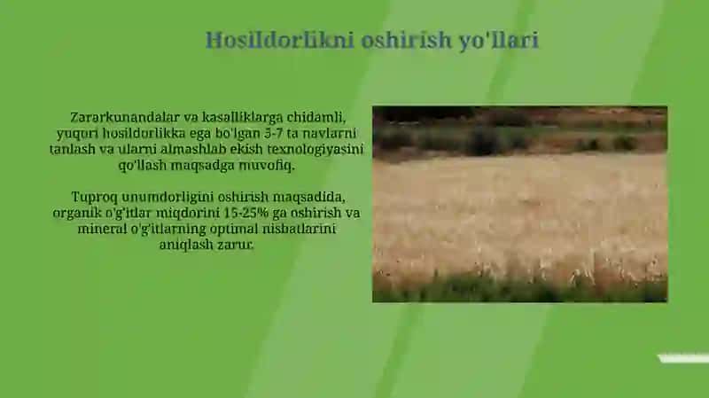 Lalmi yerlarda kuzgi va bahorgi bugʻdoy yetishtirish texnologiyasi 4
