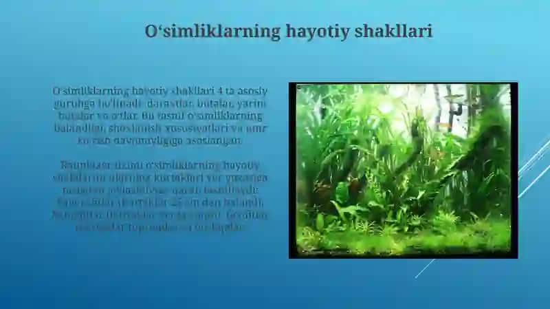 O'simliklarning asosiy bõlimlari va hayotiy shakllari 4