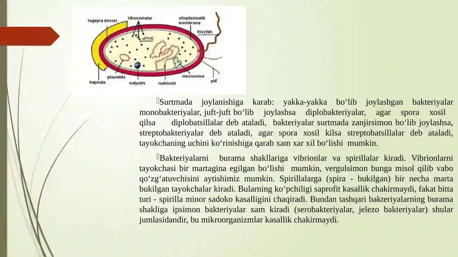 Bakteriya hujayrasining tuzilishi: bakteriya hujayrasini doimiy bo‘lgantuzilmalari va ularni o‘rganish usullari. 4