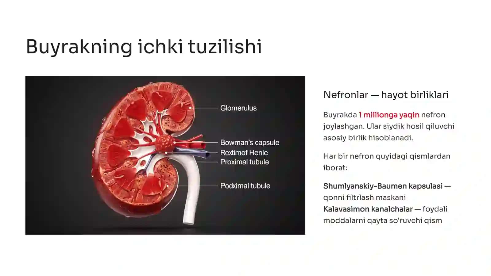 Siydik ajratish organlari: Tuzilishi va funksiyalari 4