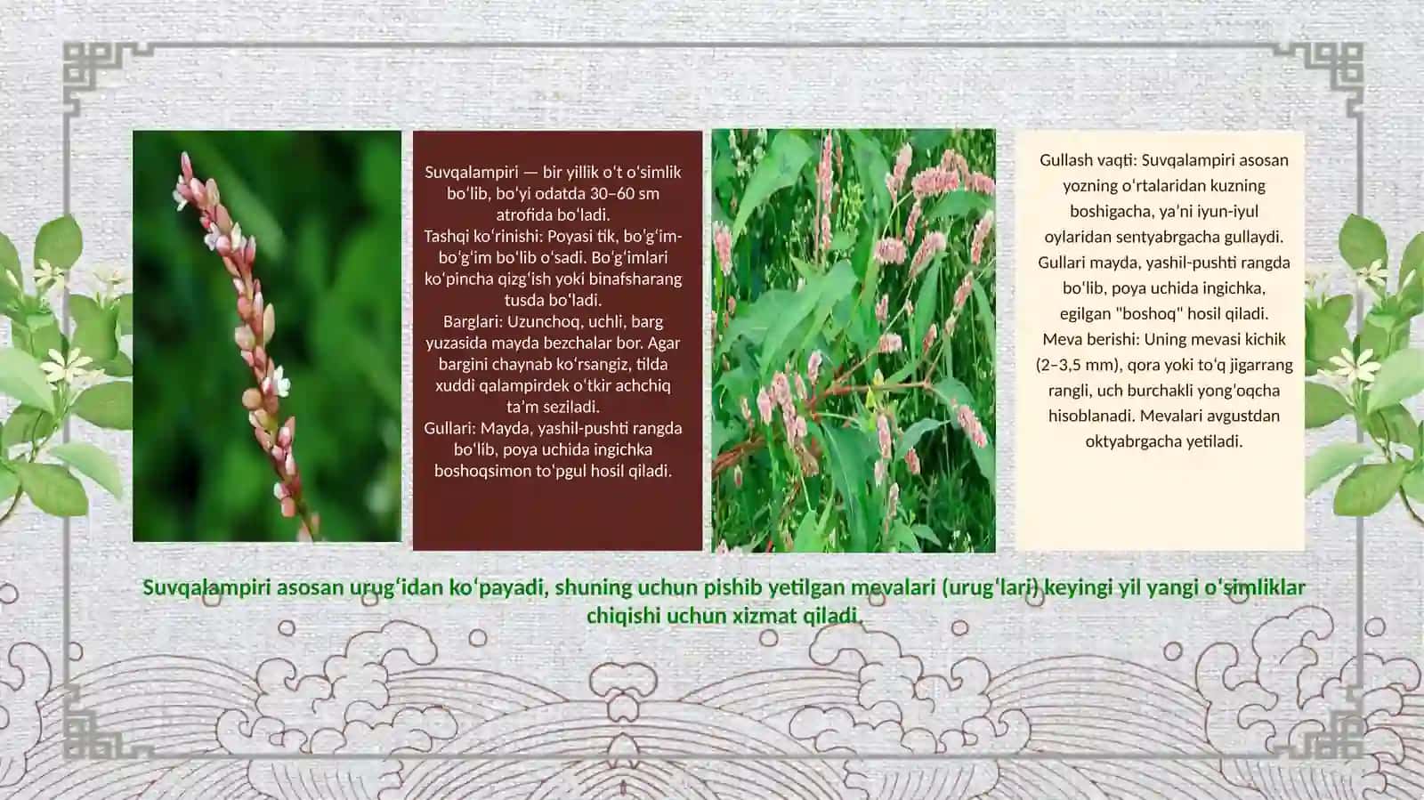 Suvqalampiri (Persicaria amphibium) ning dorivorlik xususiyatlari 4