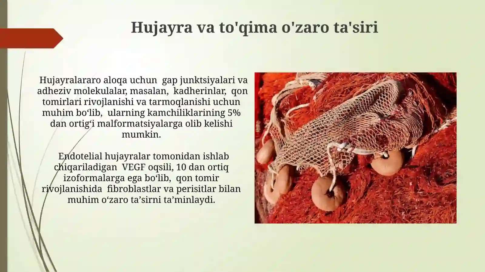Tomir tizimi rivojlanishining ekologik va biologik asoslari 4