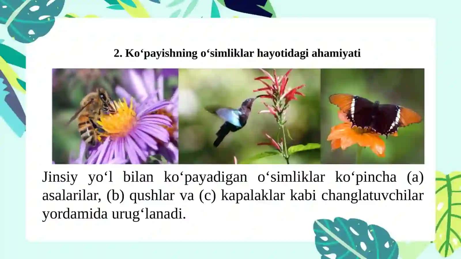 Oʻsimliklarning jinssiz va jinsiy koʻpayishi ularning oʻsimliklar hayotidagi ahamiyati 4
