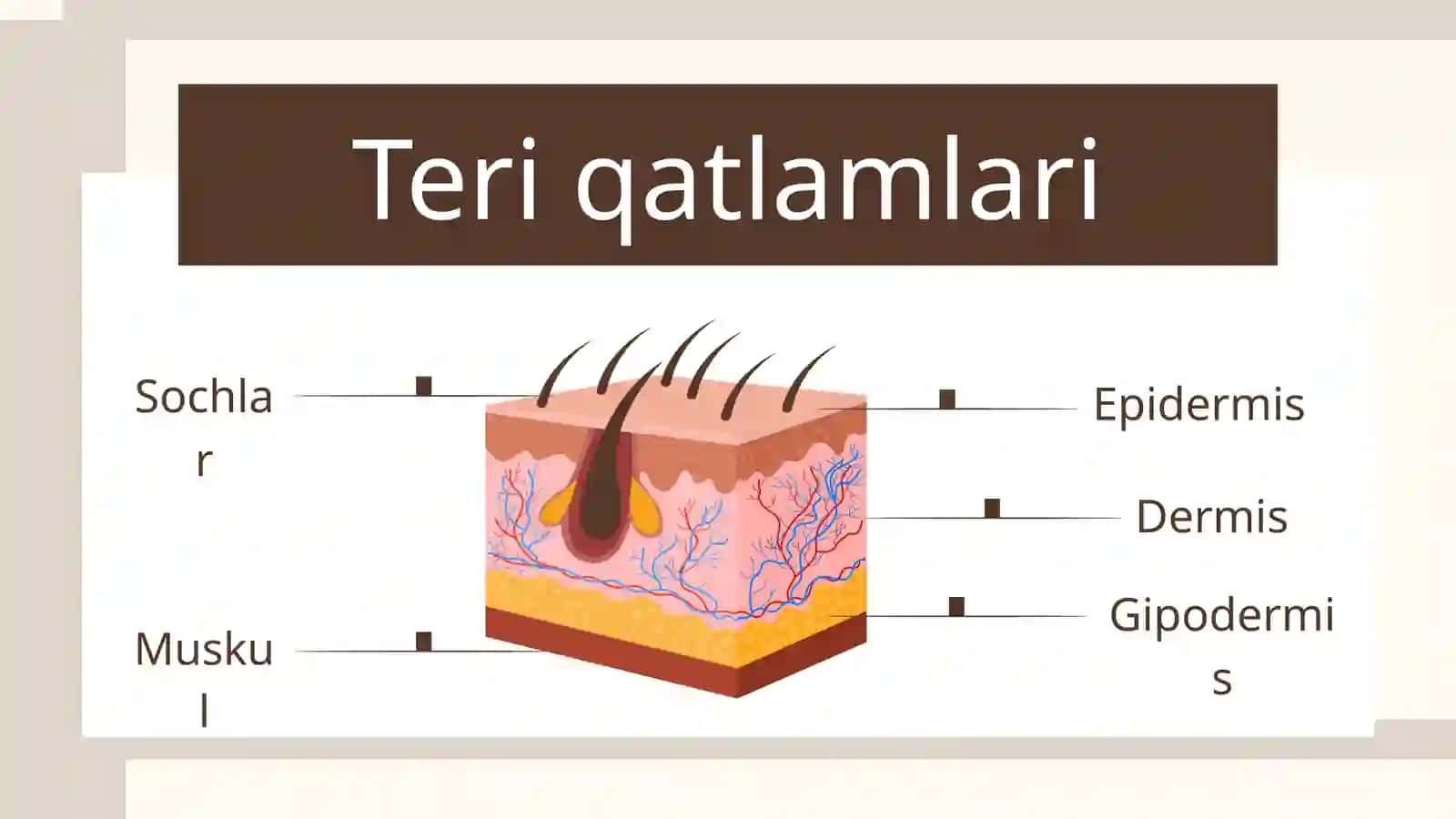 Teri fiziologiyasi 4