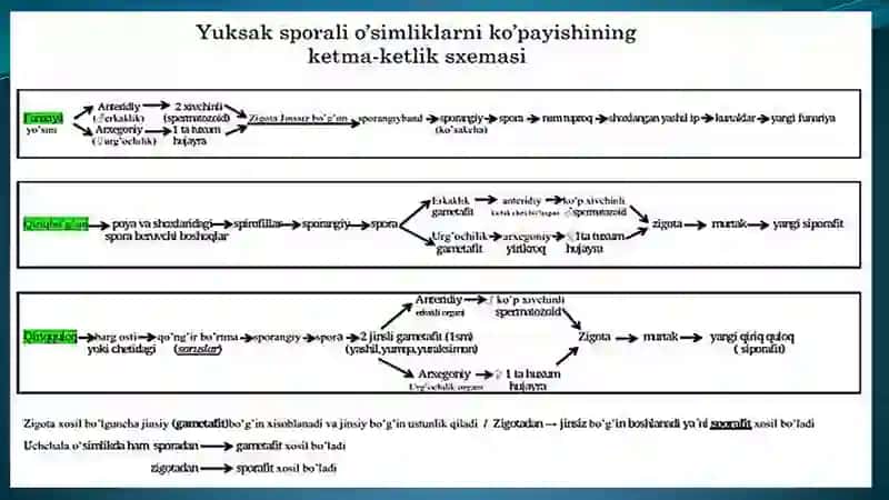 O`simliklarning  generativ  organlari  filogenezi 4