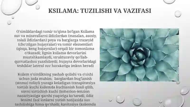 Oʻsimlik Toʻqimalari va oʼtqazuvchi nay tolali boylamlar 4
