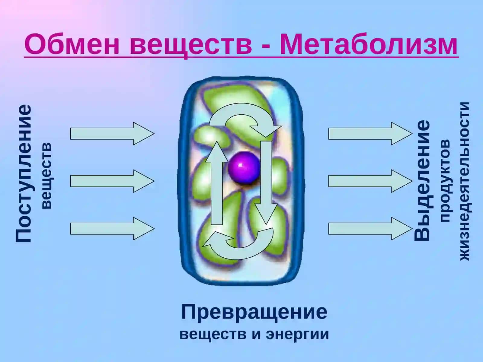 Питание животных 4