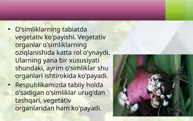 O'SIMLIKLARNI TABIY KO'PAYTIRISH 4