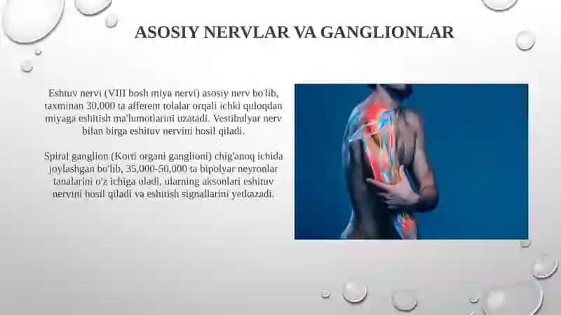 Eshitish organining innervatsiya xususiyatlari 4