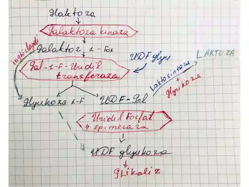 Fruktoza va Galaktoza almashinuvi 4