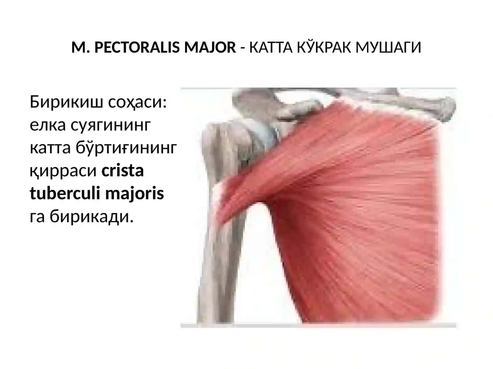 Кўкрак мускуллари 4
