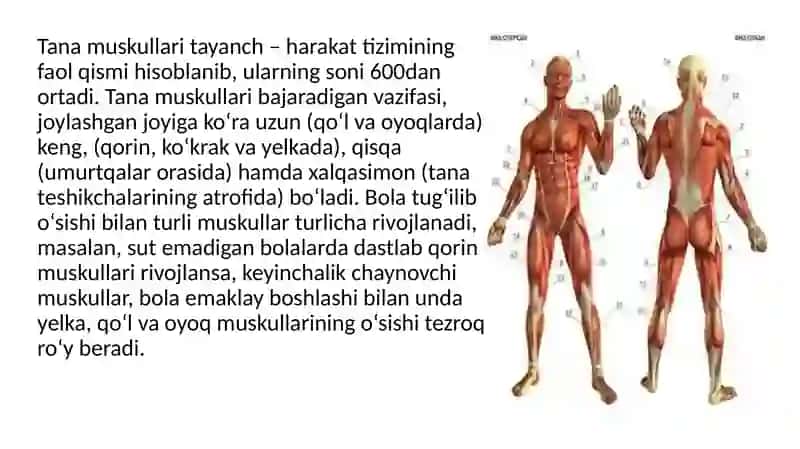 Muskullarning tuzilishi va yoshga bog`liq xususiyatlari 4