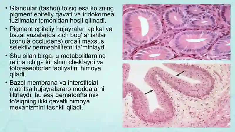 gematooftalmik toʻsiq tarkibi funksiyalari va buzilishlari 4
