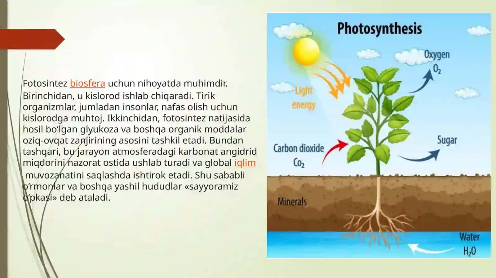 Biologiya:Fotosintez haqida ma’lumot 4