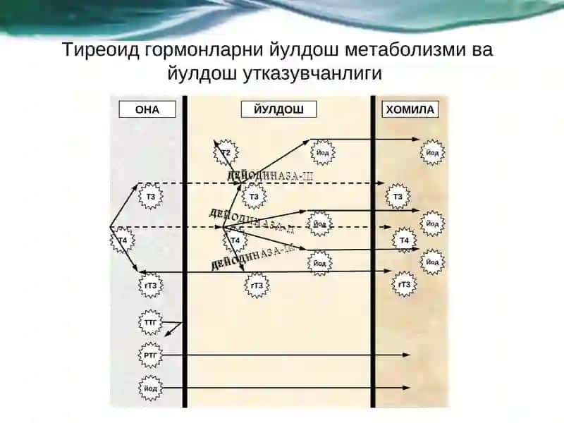 Хомиладорларда калконсимон без касалликларини ташхислаш ва даволаш 4