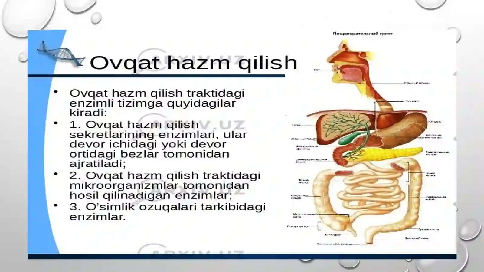 Ovqat hazm qilish sistemasi 4
