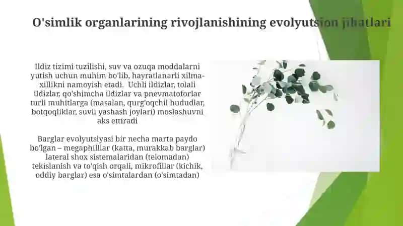 O'simliklarning kelibchiqish va organlarining paydobo'lishi 4