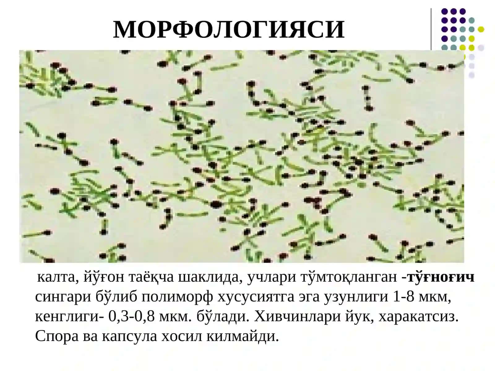 Коринобактериялар-умумий характеристикаси 4