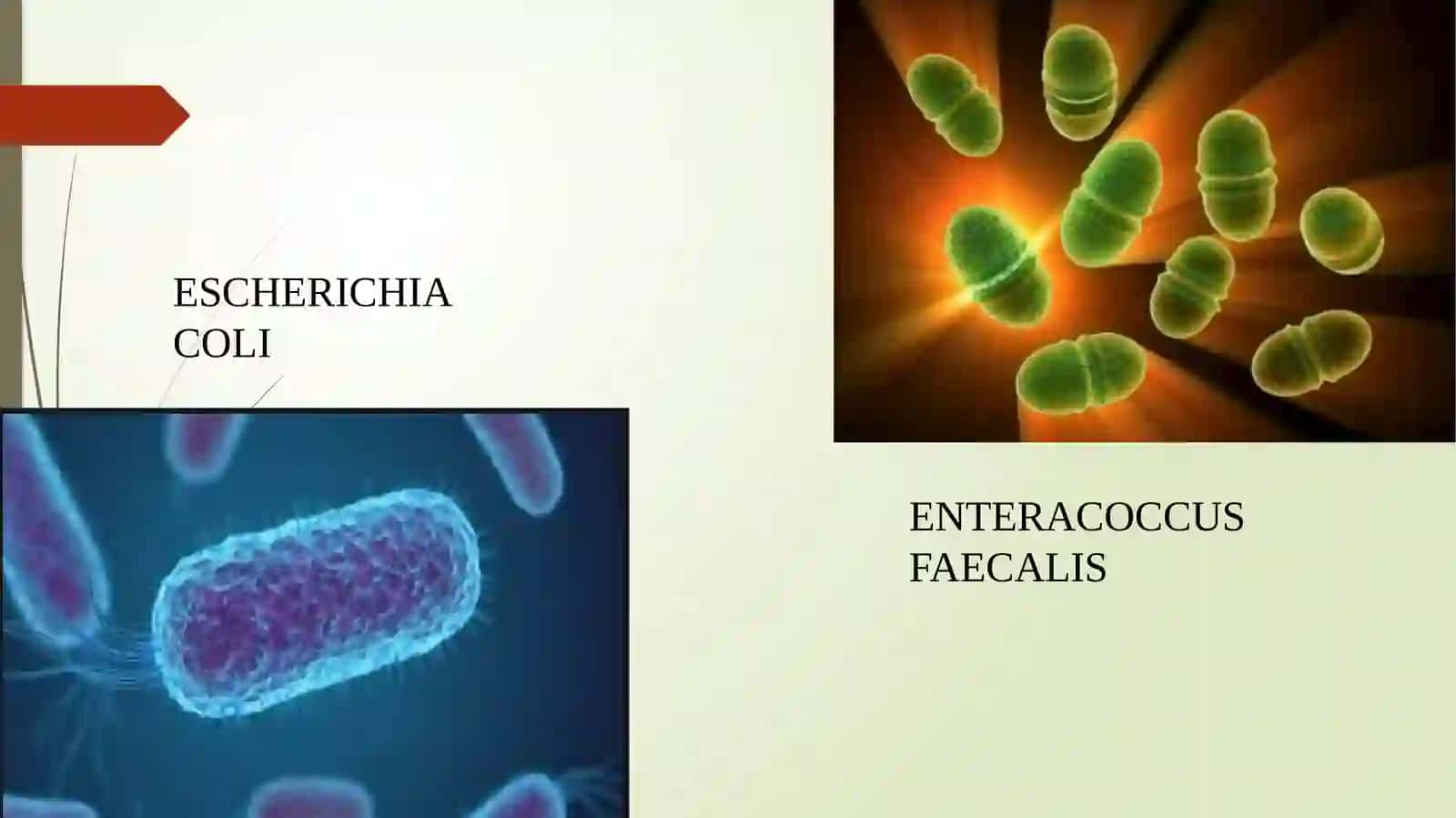 KASALHONA ICHIDA TARQALUVCHI YATROGEN YUQUMLI KASALLIKLAR QO’ZG’ATUVCHILARI VA ULARNI LABORATORIYA TASHXISLARI 4