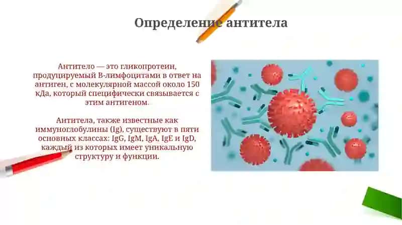 Презентация: Антиген и антитела 4