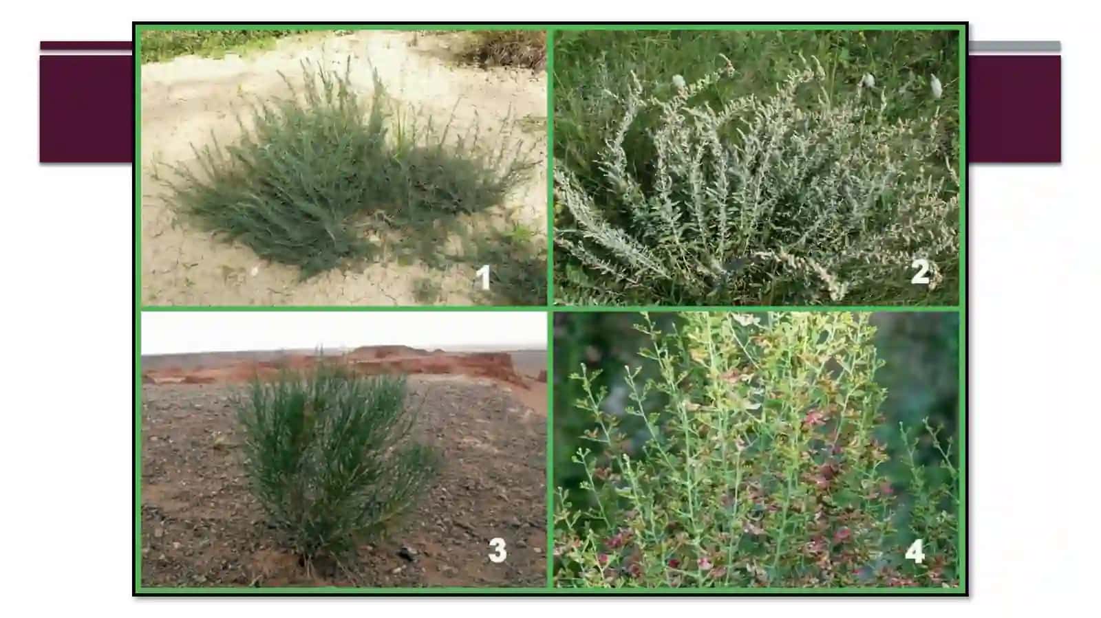 Yantoq oʻsimligining bioekologik va dorivorlik xususiyatlari 4