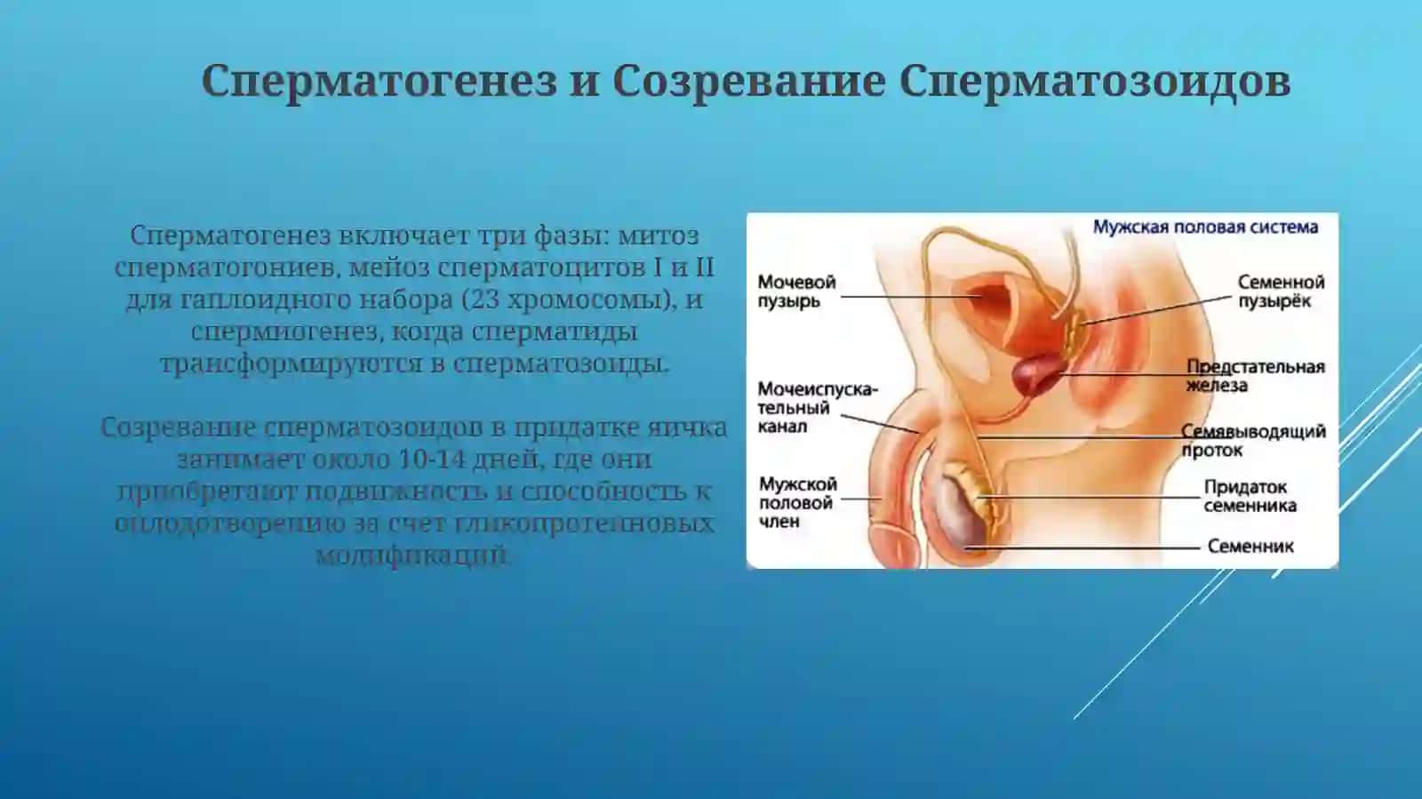 Мужеская половая система. Семенник,придаток семенника 4