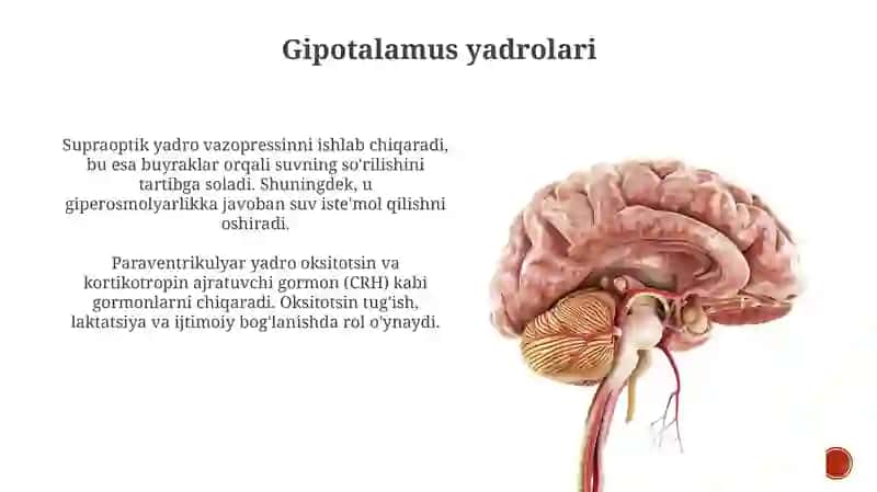 Gipotalamus 4