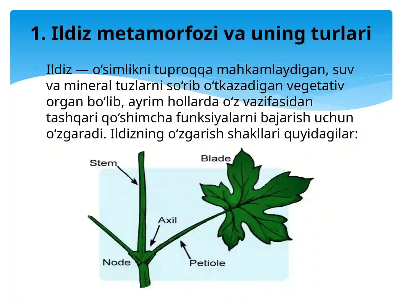 Ildiz, poya , barg metamorfozi 4