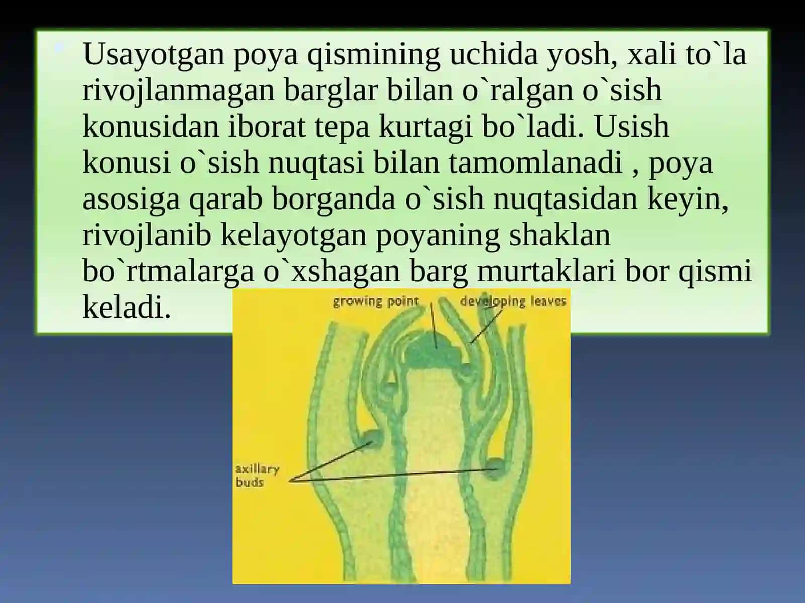 Poya, Barglar bilan birga o'suvchi o'simliklar muddati 4