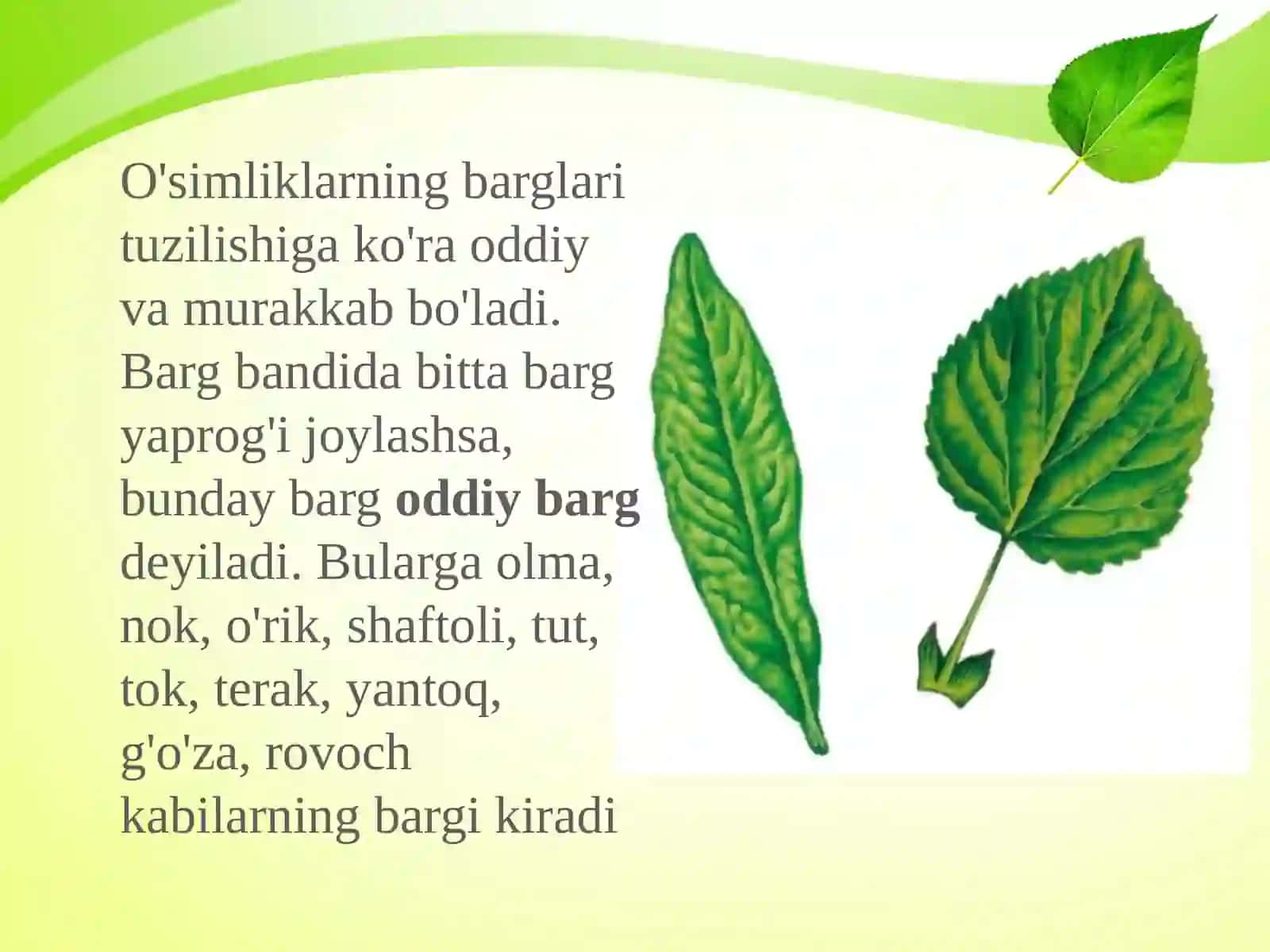 6-sinf Botanika Oddiy va murakkab barglar 4
