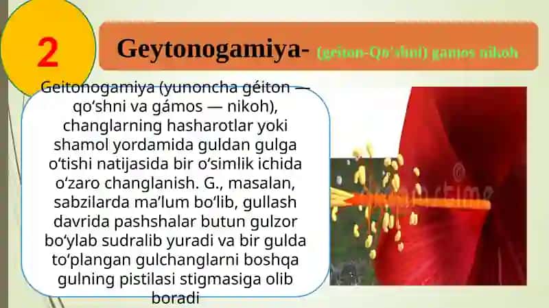 Geitonogamiya changlanish 4