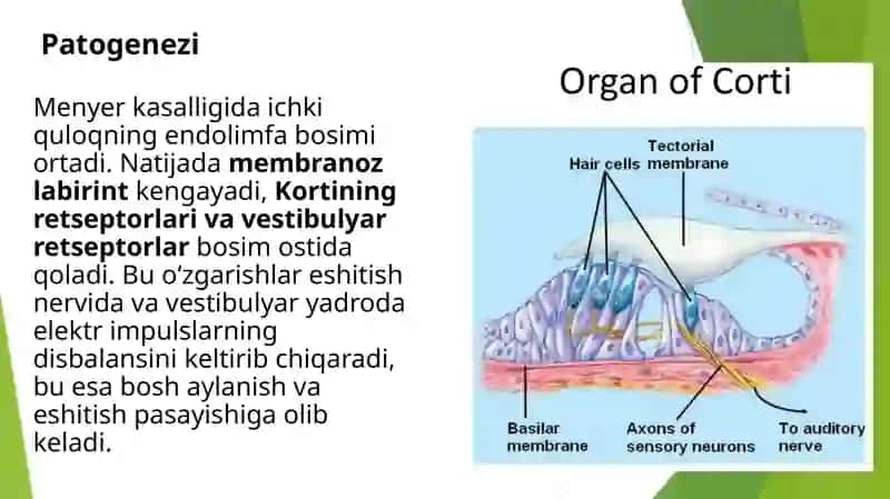 Mener kasalligi va zamonaviy davolash usullari 4