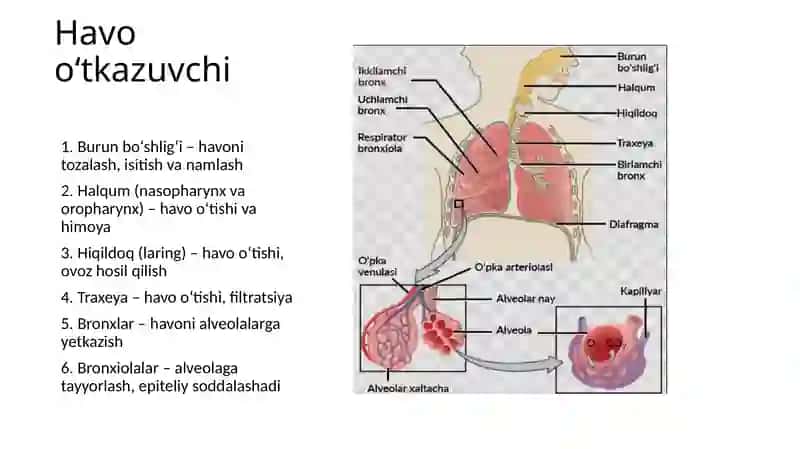 Nafas olish tizmi azolarining qiyosiy gistologik tavsifi 4