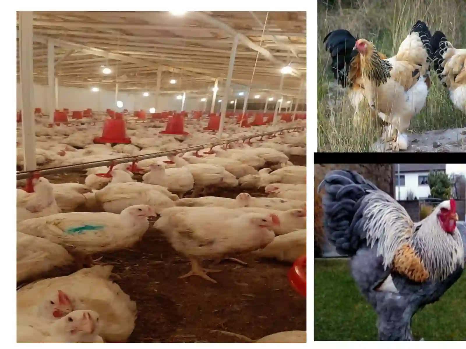Паррандаларнинг тухум ва гўшт маҳсулдорлиги 4