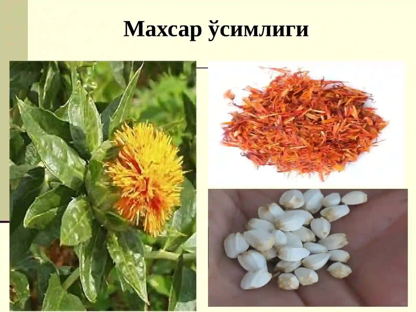 Махсар ва кунжут биологияси ва етиштириш технологияси 4