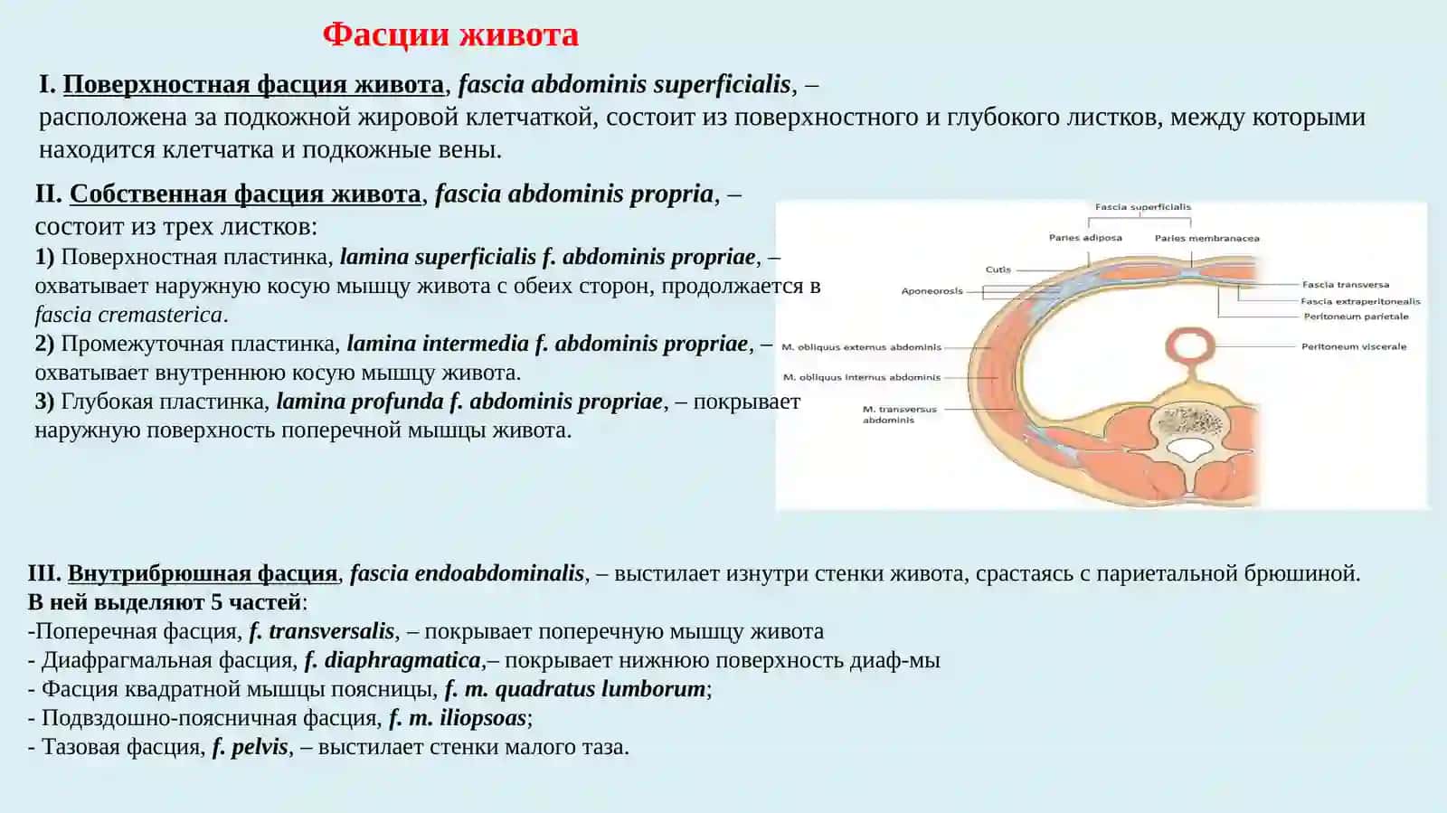 Мышцы живота, брюшной стенки, диафрагма таза 4