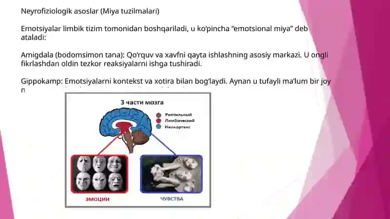 Emotional reaksiyalarning neyrofiziologik va biokimyoviy asoslari 4