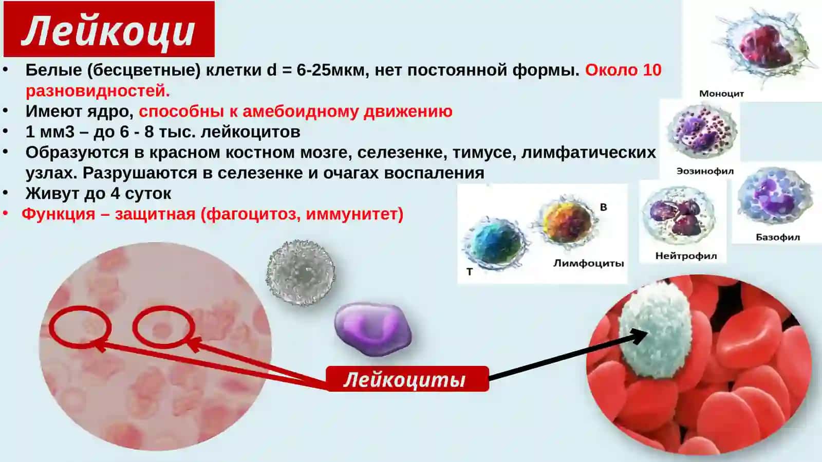 Система кровообращение 4
