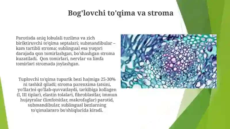 Tam bilish azolari gistalogiyasi 4