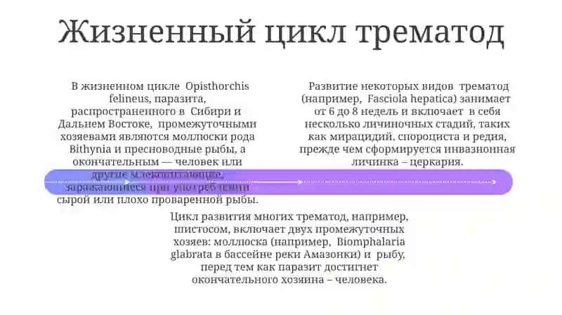 Сатторова Жасмина 4