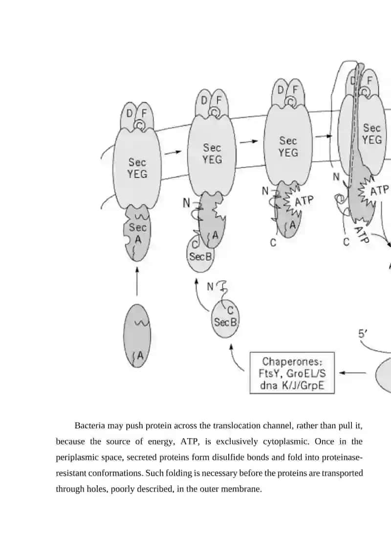Protein Secretion (Molecular Biology) 4