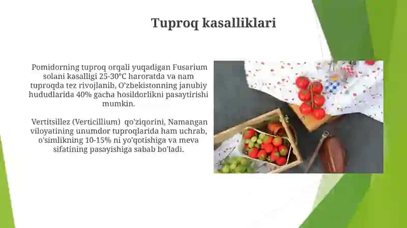 Pomidor kasalliklari 4